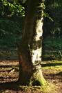 Beech Tree Trunk, Whinfell Forest